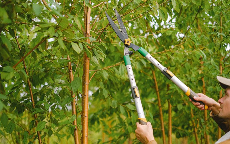 Tree trimming in Honeoye, NY